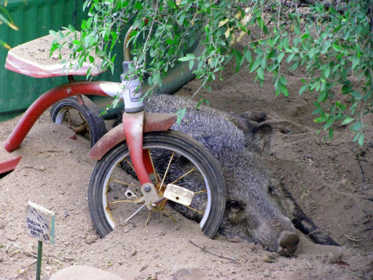 Javelina Bedding Area